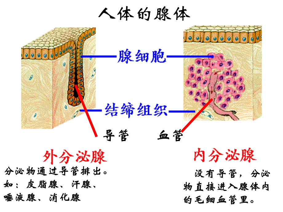 通过激素的调节.ppt_第3页