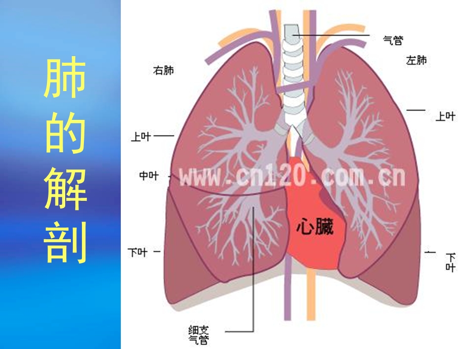 肺痿肺痈咳嗽上气病脉证并治第.ppt_第3页