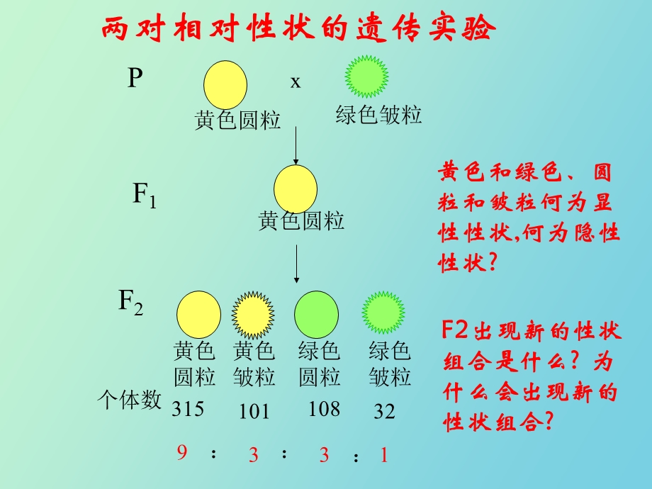 自由组合规律重整版.ppt_第2页