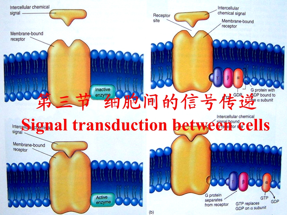 细胞生理3细胞间信号传递.ppt_第1页