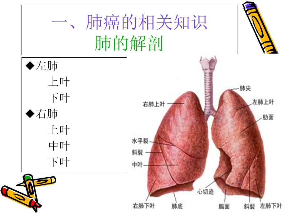 肺癌的护理查房课件.ppt_第3页