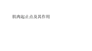 肌肉起止点及其作用.ppt