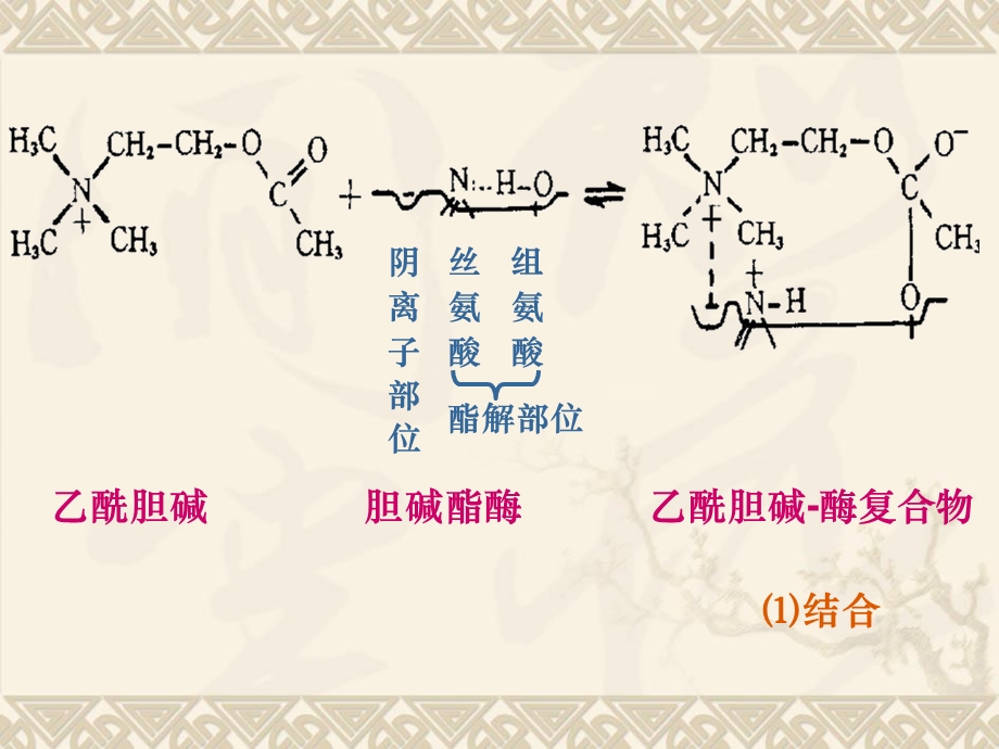 药理学第2版08抗胆碱酶药.ppt_第2页