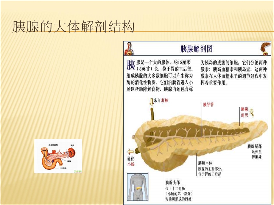 胰腺的组织解剖.ppt_第1页