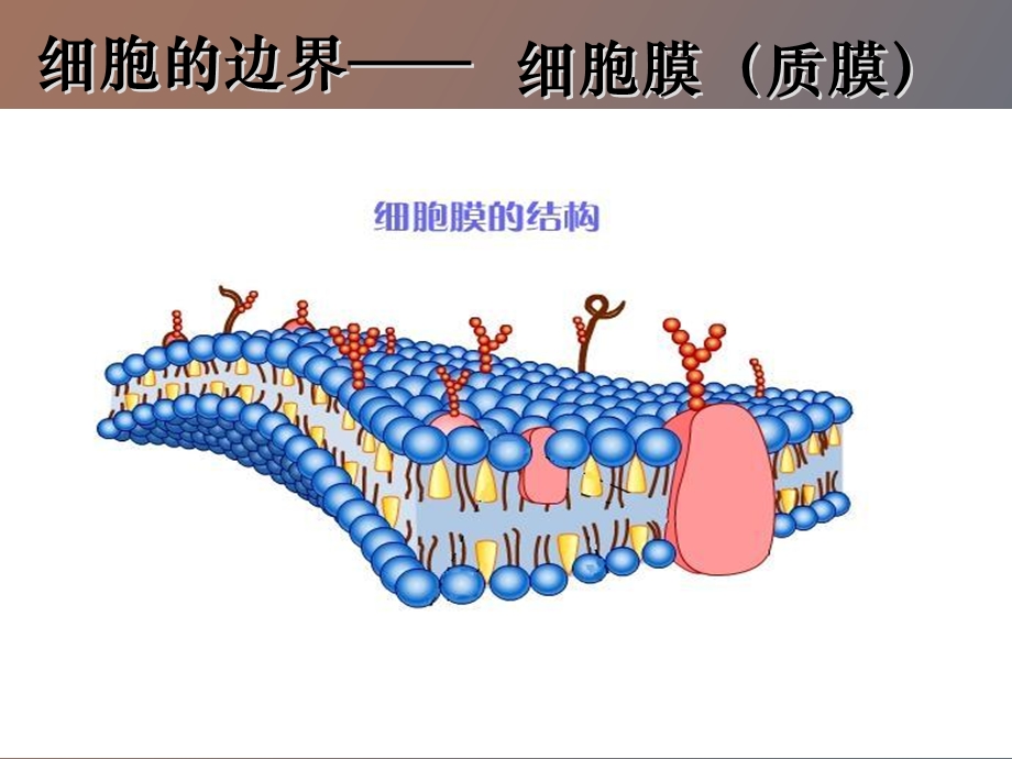 细胞膜和细胞壁.ppt_第3页