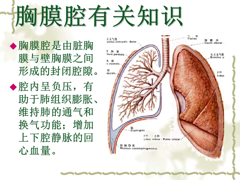 自发性气胸疾病病人的护理查房.ppt_第2页