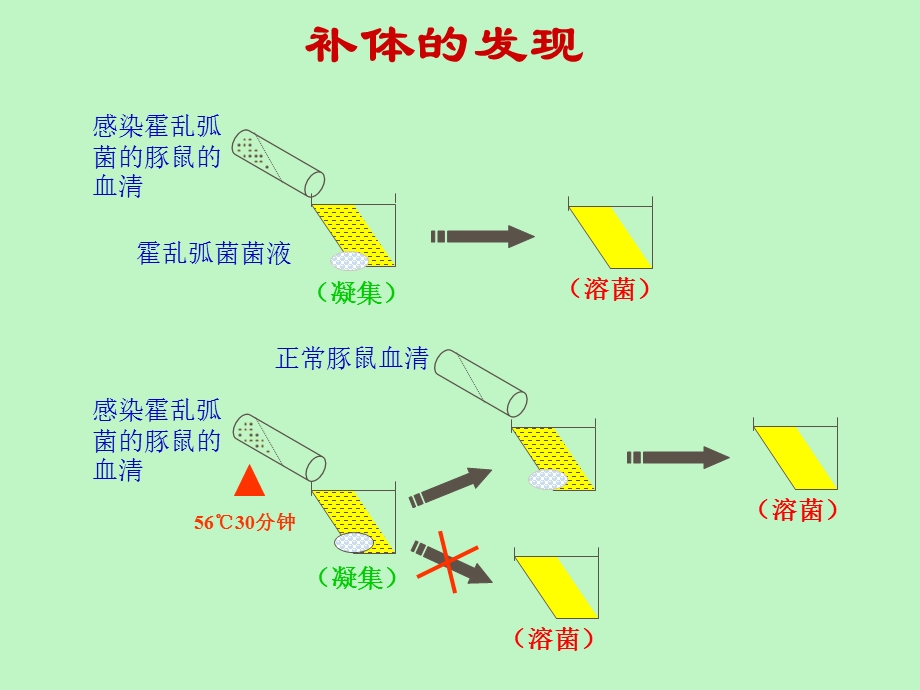 疫学第六章补体系统.ppt_第2页