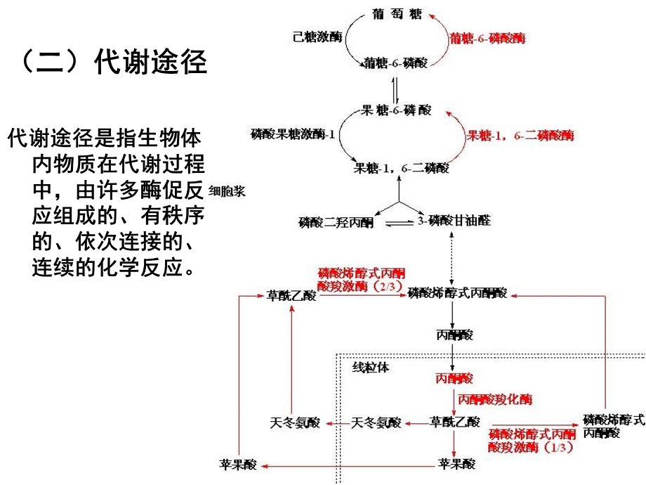 生物化学物质代谢的联系与调节.ppt_第3页