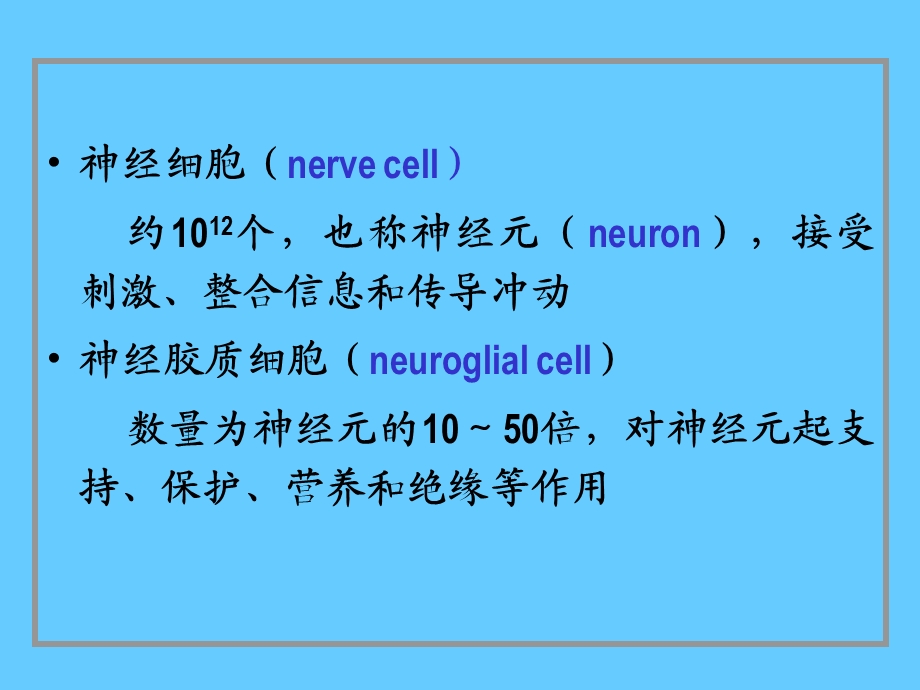 组织胚胎学07神经组织.ppt_第3页