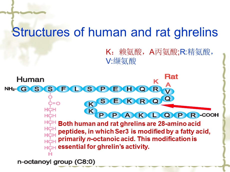 胃保护素对破骨细胞.ppt_第3页