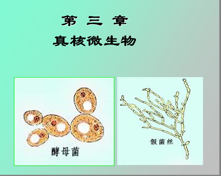 真核微生物酵母.ppt_第1页