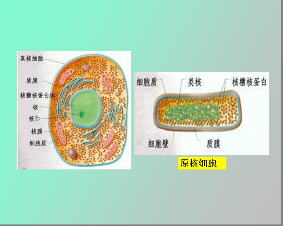 真核微生物酵母.ppt_第3页