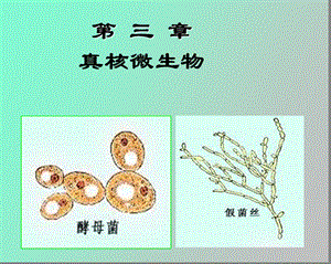 真核微生物酵母.ppt