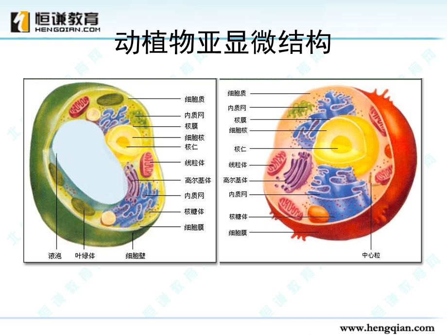 细胞器系统内的分工合作.ppt_第2页