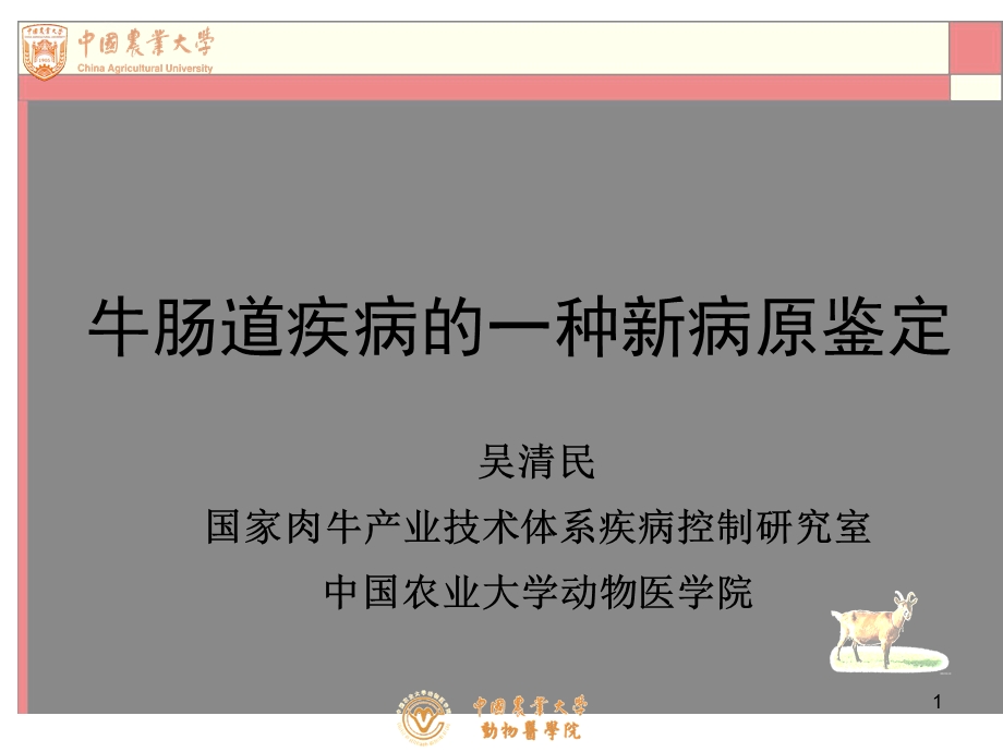 牛肠道疾病的一种新病原鉴定.ppt_第1页