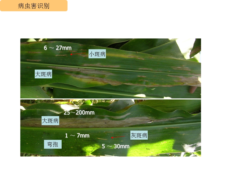 玉米主要病虫害识别及发生情况.ppt_第3页