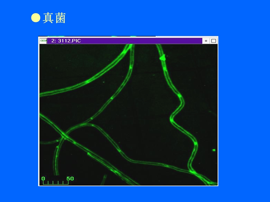 真核微生物型态构造.ppt_第3页