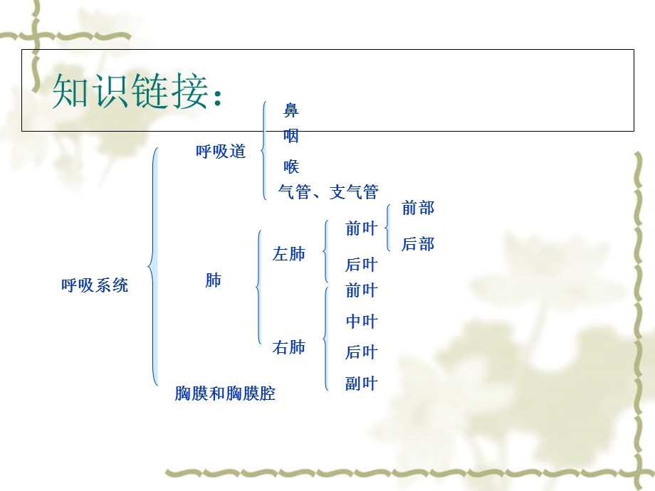 猪的内脏：泌尿系统.ppt_第1页