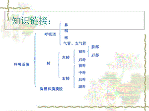 猪的内脏：泌尿系统.ppt