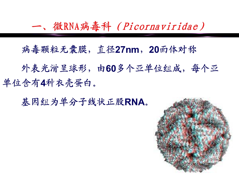 畜牧微生物学畜牧微生物病毒学各论.ppt_第3页