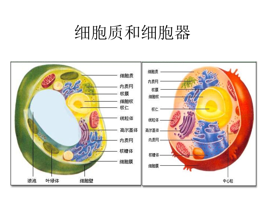 细胞质和细胞器细胞核.ppt_第1页