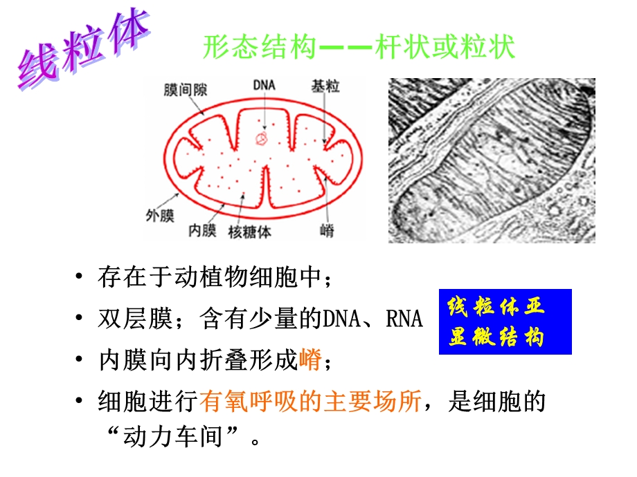 细胞质和细胞器细胞核.ppt_第2页