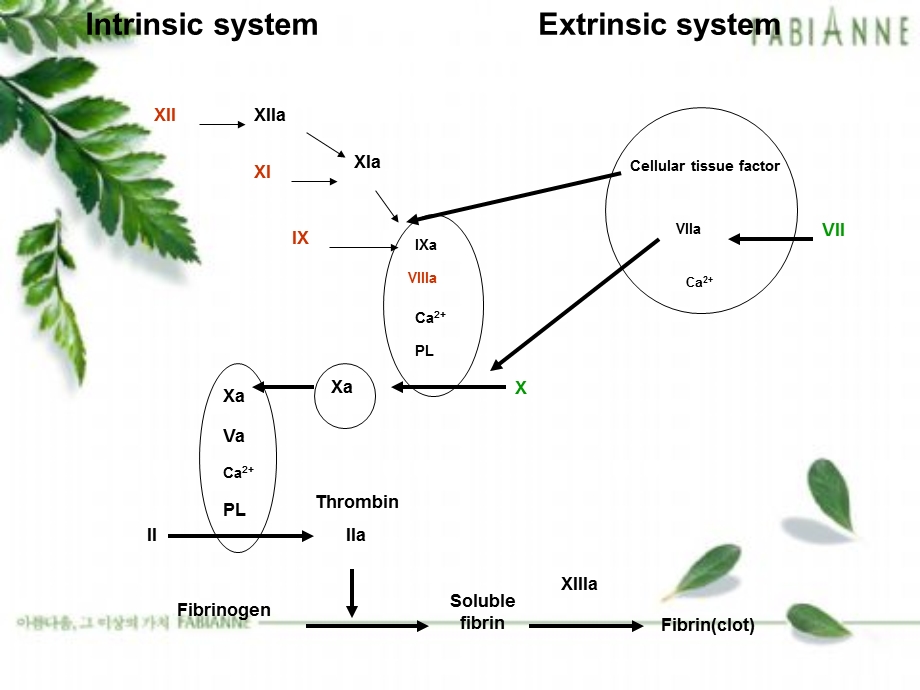 肝素和低分子肝素的监测和副作用.ppt_第2页