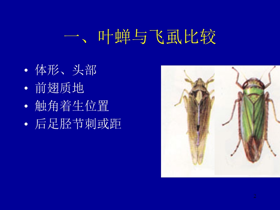 稻田常见飞虱识别.ppt_第2页