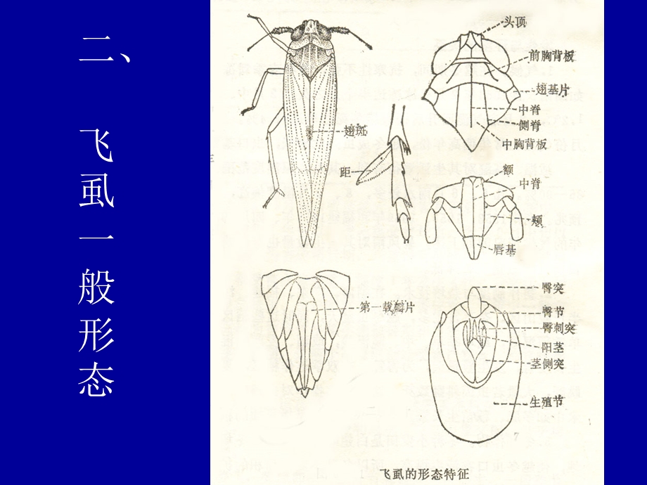 稻田常见飞虱识别.ppt_第3页