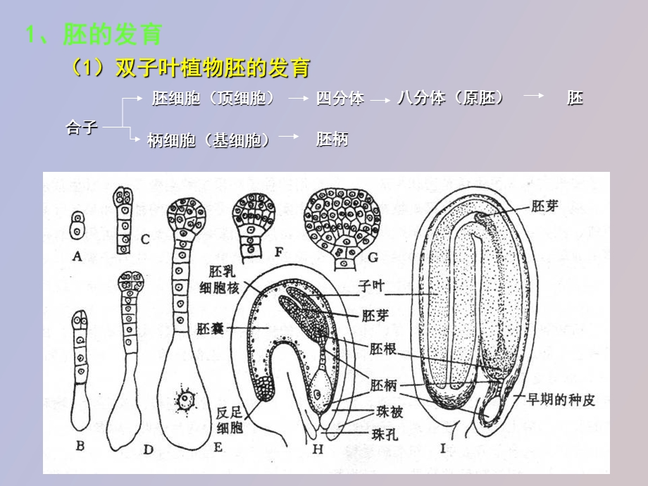 种子果实生活史.ppt_第2页