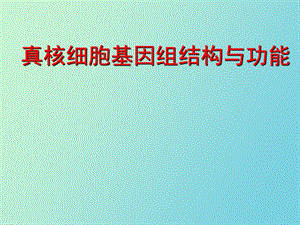 真核基因的结构与功能.ppt