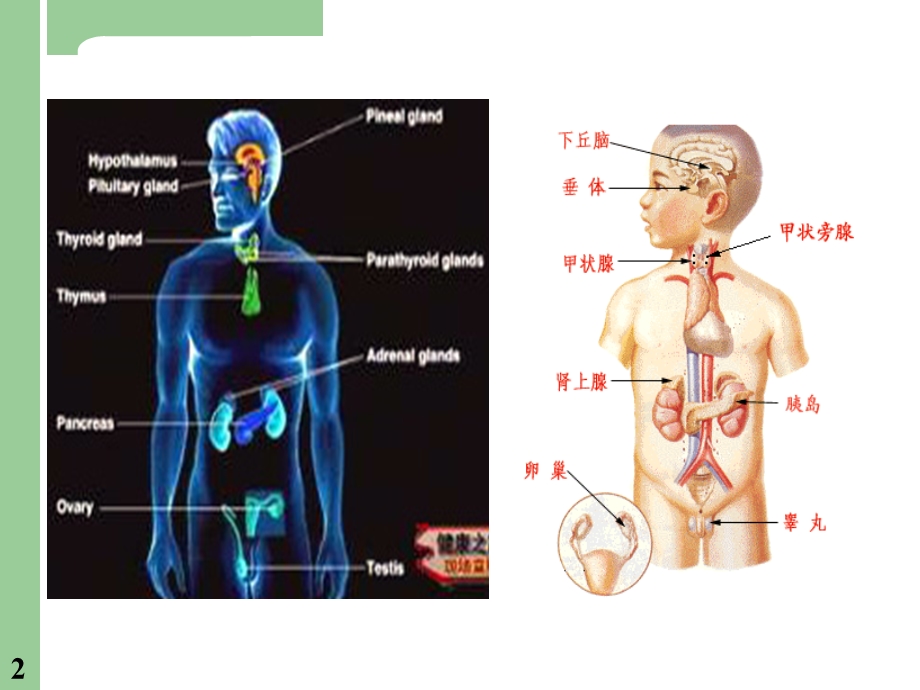 甲亢病人的护理.ppt_第2页