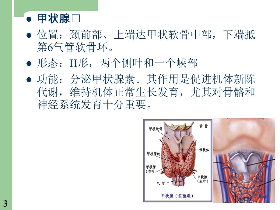 甲亢病人的护理.ppt_第3页