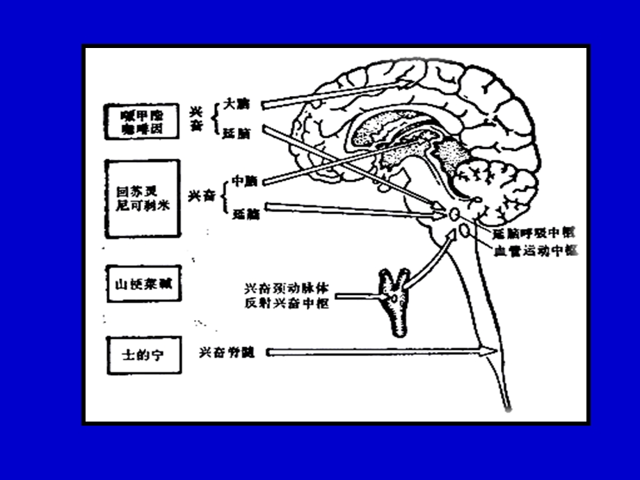 药理学 中枢兴奋药.ppt_第2页