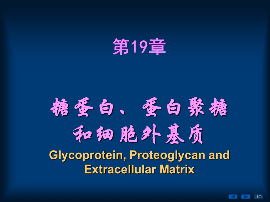 糖蛋白、蛋白聚糖和细胞外基质.ppt