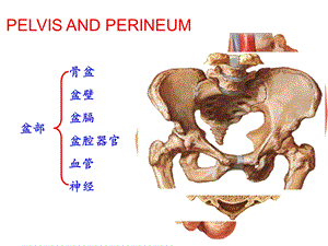 盆部会阴解剖与临床.ppt