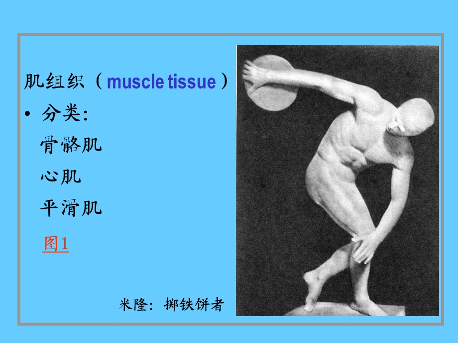 组织胚胎学06肌组织.ppt_第2页