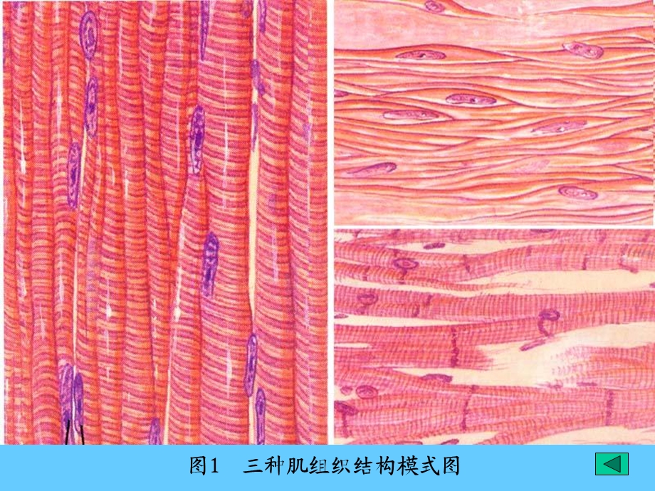 组织胚胎学06肌组织.ppt_第3页