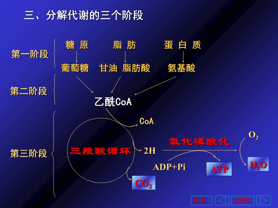 羧酸循环和能量代谢.ppt_第3页