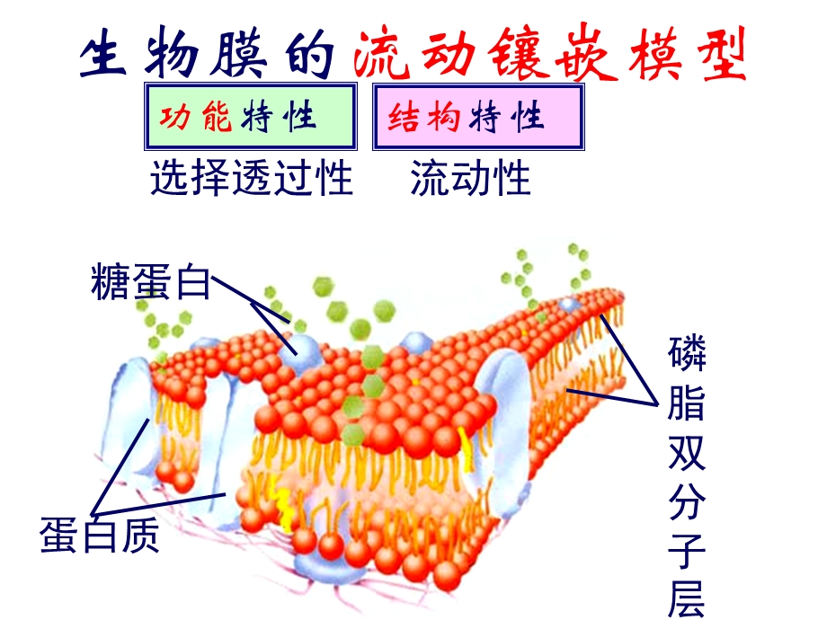 物质跨膜运输的方式fj.ppt_第1页