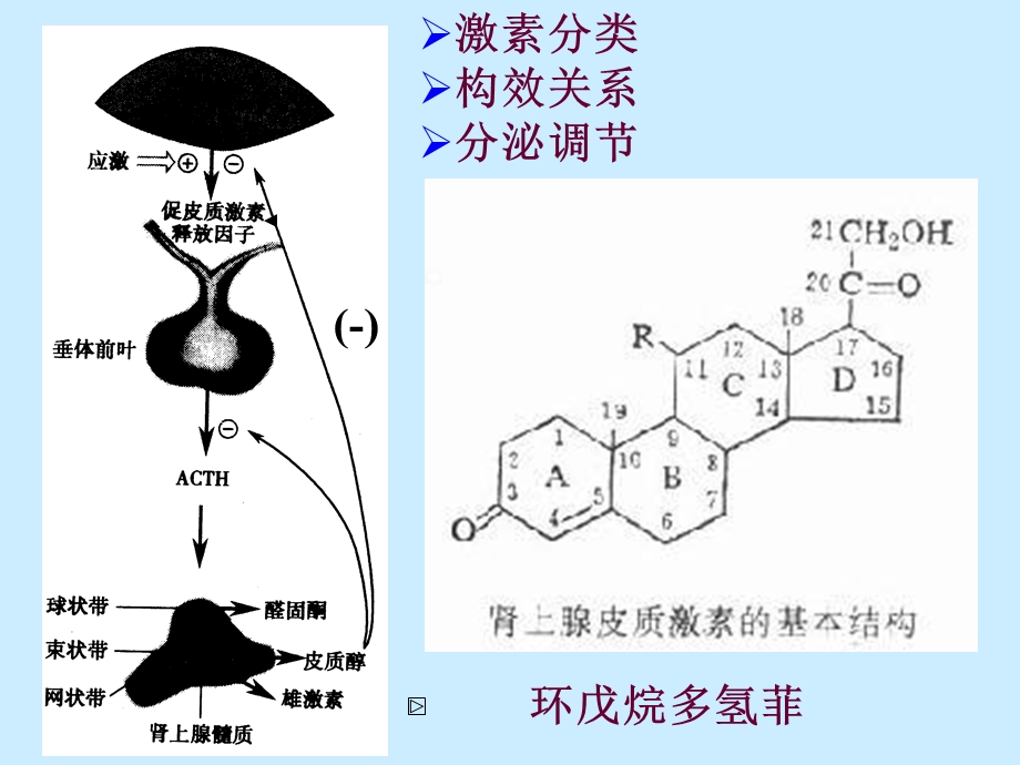 药理学第二十九章肾上腺皮质激素类药物.ppt_第2页