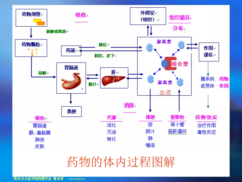 药物代谢动力学第一节.ppt_第2页