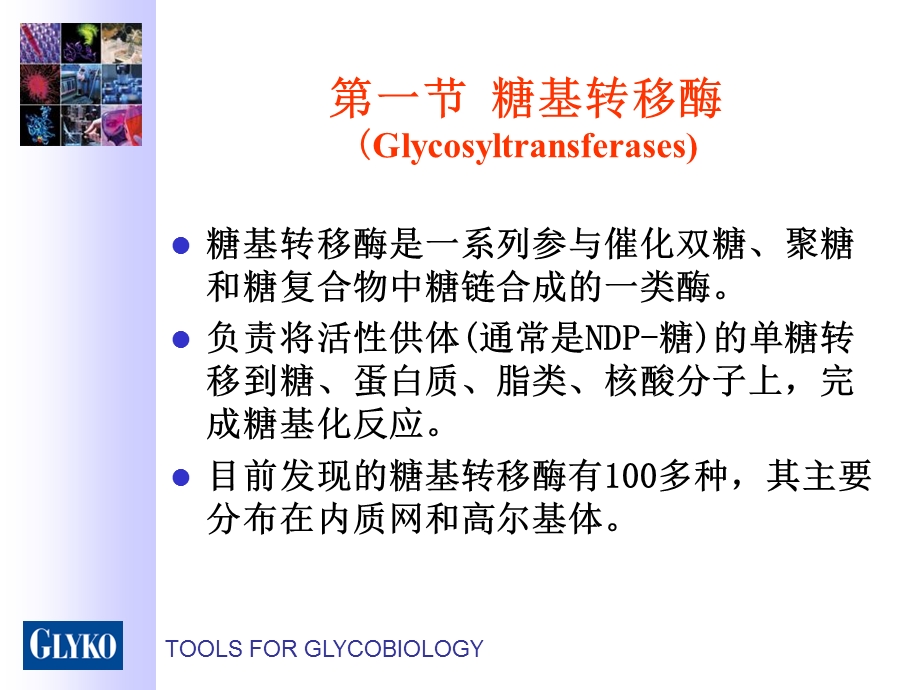 糖基转移酶和糖苷酶.ppt_第2页