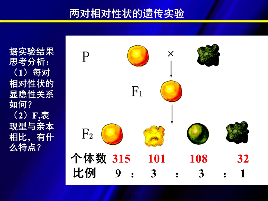 自由组合定律课件.ppt_第3页