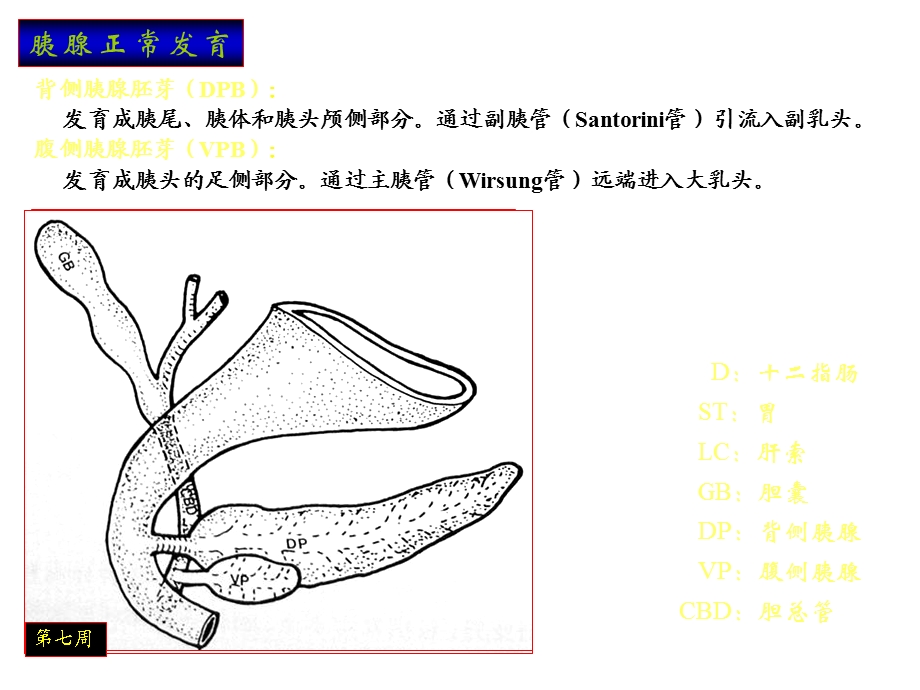 胰腺解剖变异与相关疾病(王俭).ppt_第3页