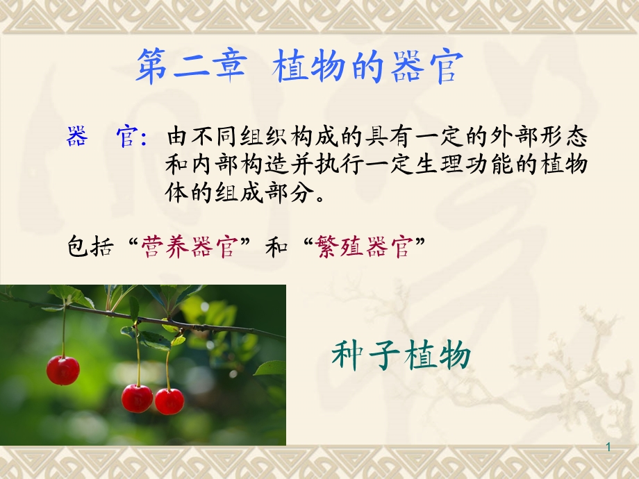 药用植物学与生药学-04根.ppt_第1页