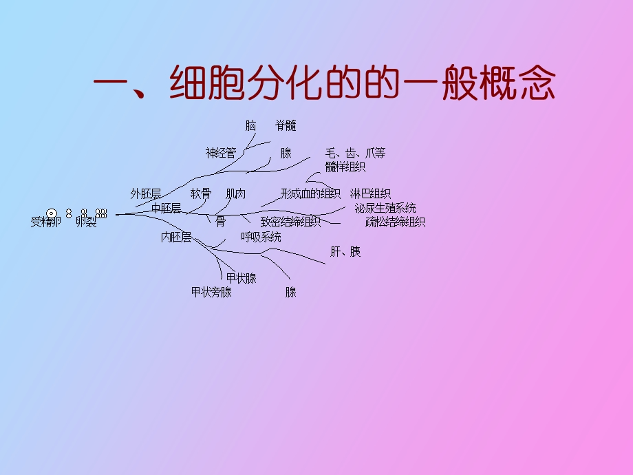 细胞分化多媒体.ppt_第2页