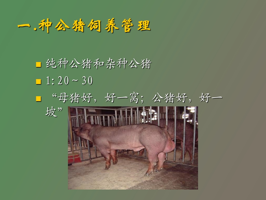 种猪生产种公猪.ppt_第2页