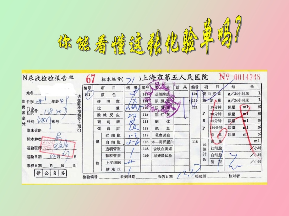 现代医学导论泌尿系统.ppt_第2页