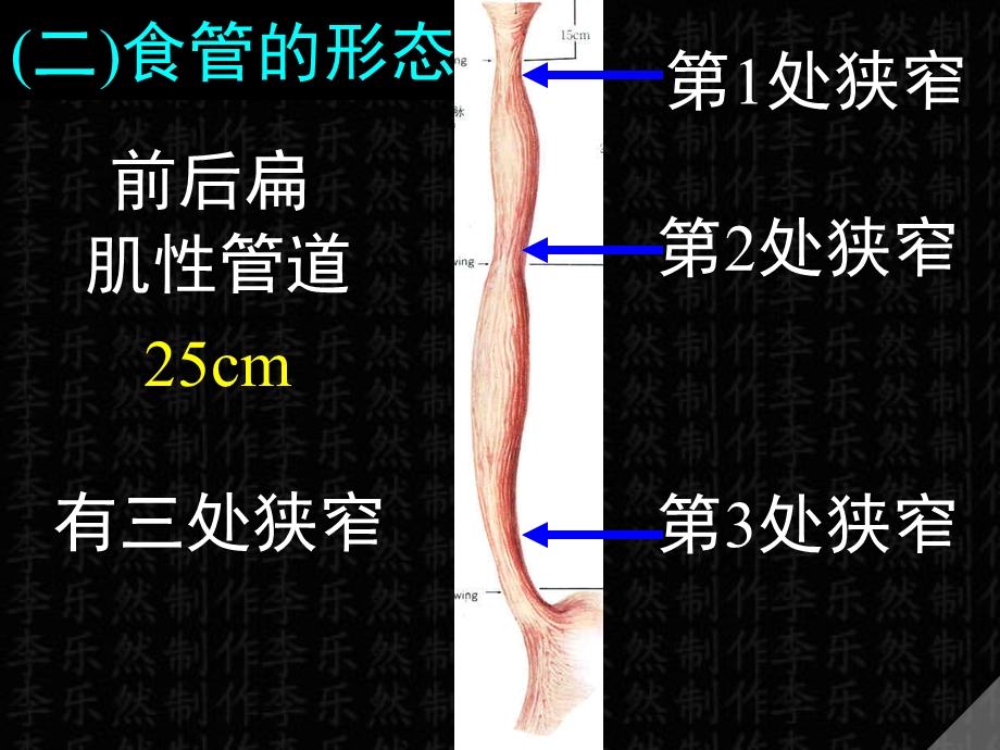 食管胃小肠大肠.ppt_第3页